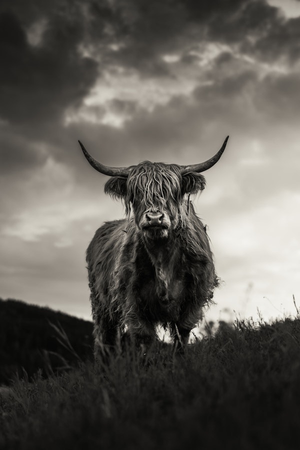 Graceful Highland Cattle Scene