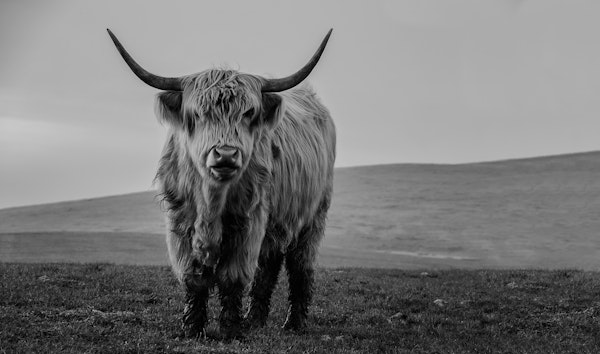 Charming Highland Cow Scene