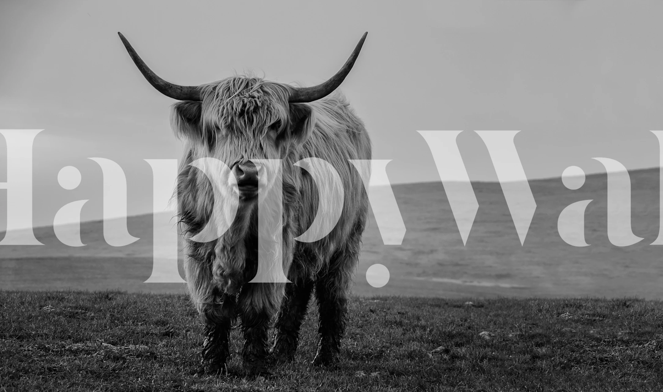 Charming Highland cow wallpaper i et rom