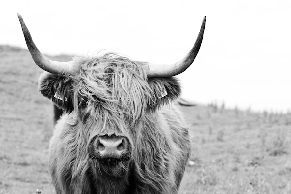 Charming Highland Cow