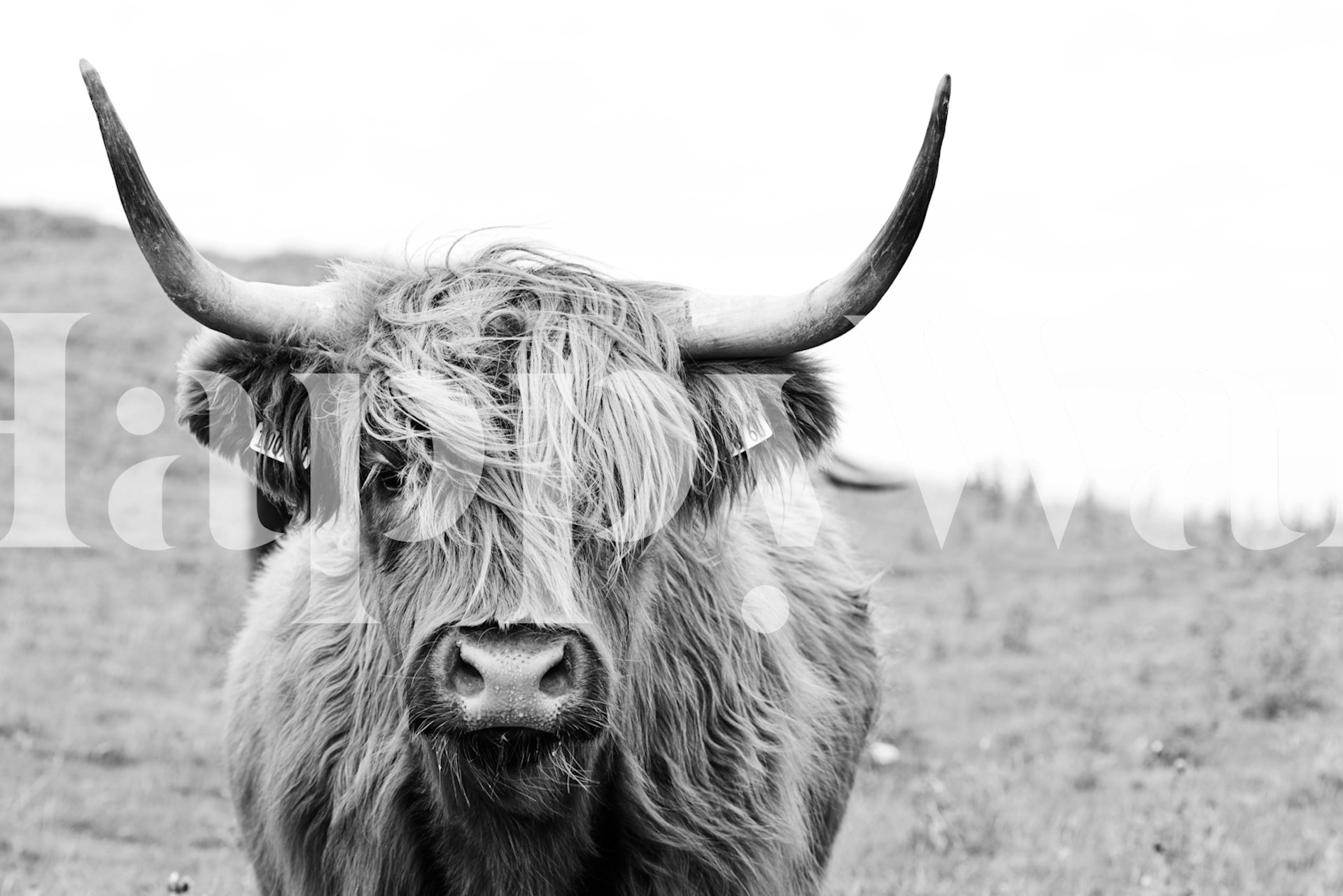 Charming Highland Cow pozadina u sobi