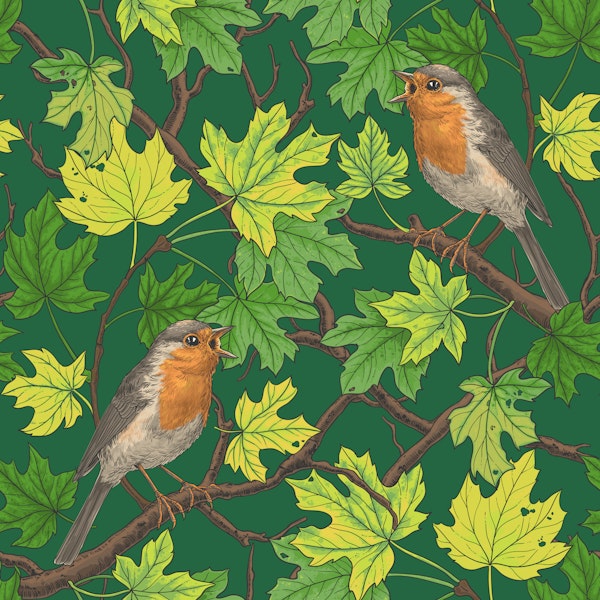 Robins in maple tree on green