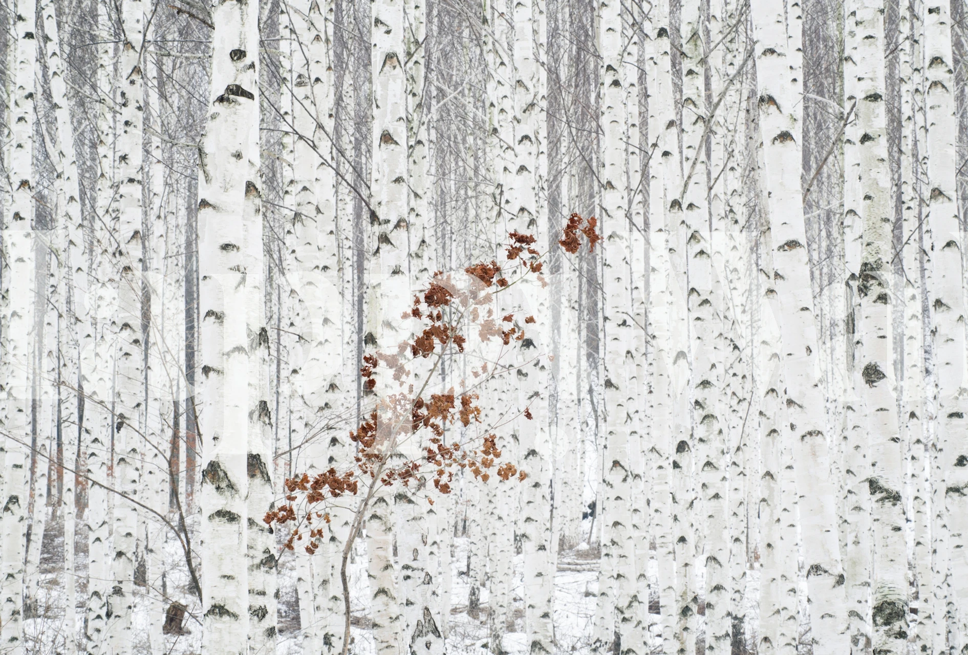 Birch tree trunks with white bark and autumn leaves wallpaper