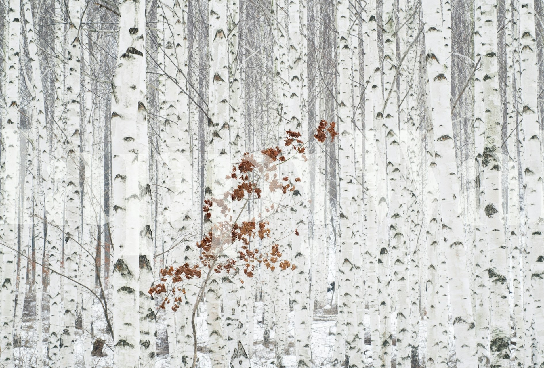 Birch tree trunks with white bark and autumn leaves wallpaper