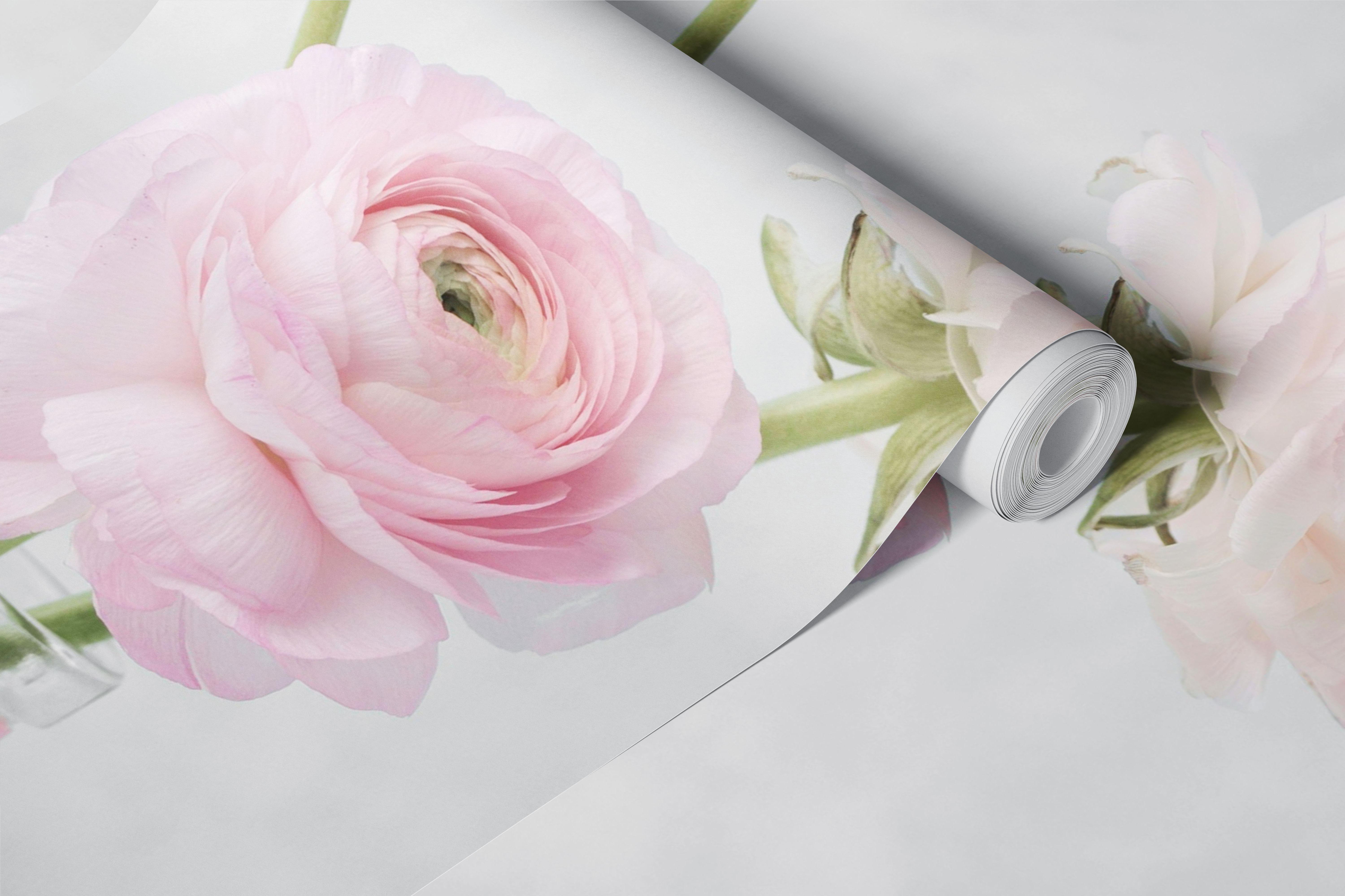 Pink ranunculus flowers in glass bottles on gray background wallpaper