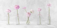 Ranunculus in Glass Bottles behang