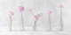 Ranunculus in Glass Bottles