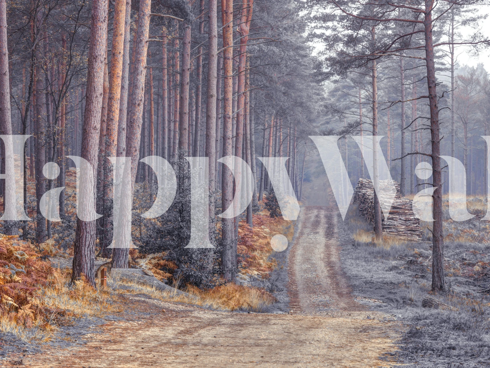 Forest pathway with tall trees and earthy tones wallpaper