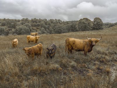 Τοιχογραφία