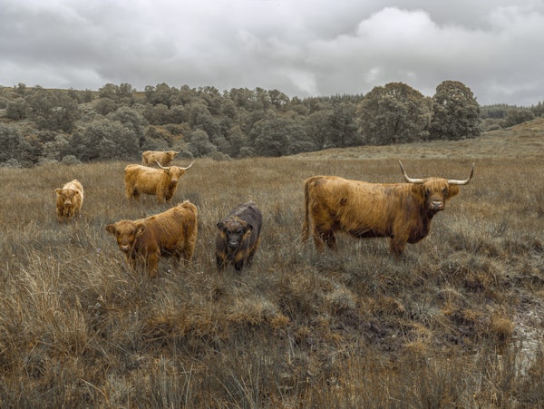 Highland Cattle Serenity