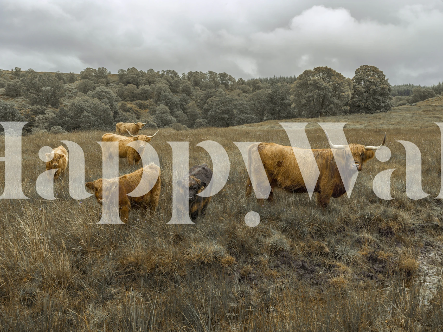 Highland Cattle wallpaper em um quarto
