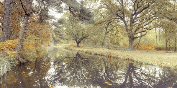 Calm Waters in Fall Forest