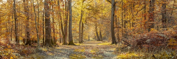 Amber Forest Journey