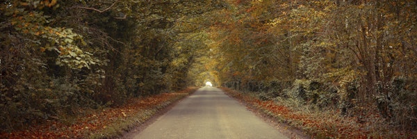 Breathtaking Drive in Fall Forest