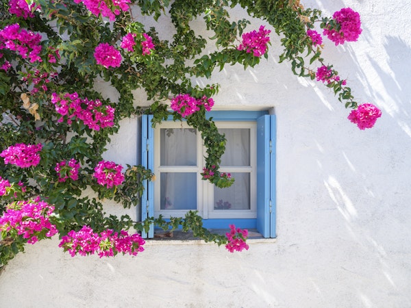 Bougainvillea by Blue Window