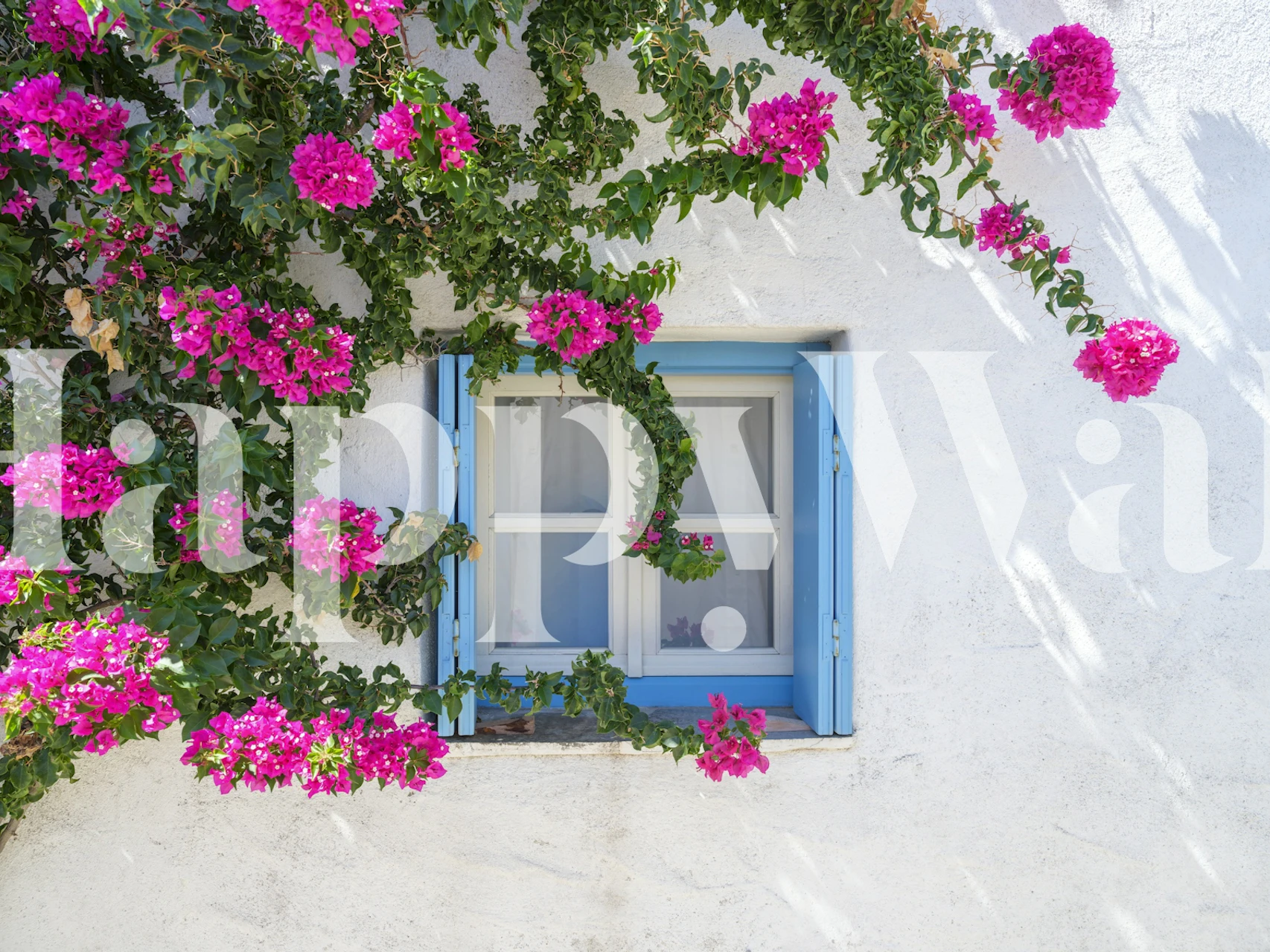 Bougainvillea wallpaper with blue window
