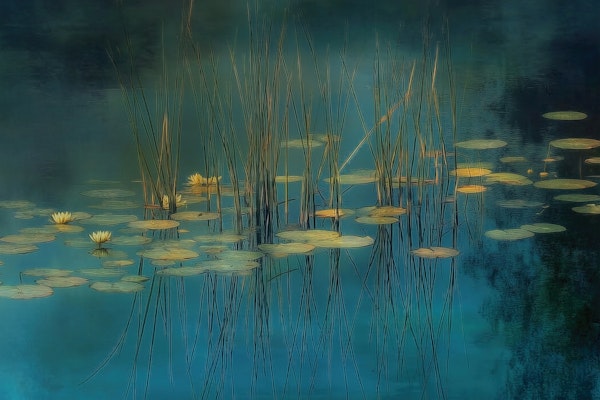 Water Lilies at Dusk