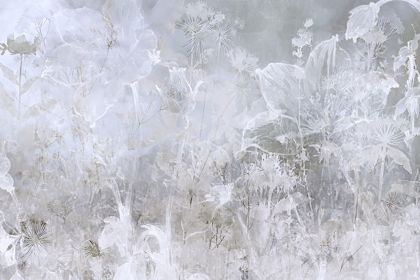 Dreamy Floral Meadows