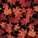 Red Autumn maple leaves on black