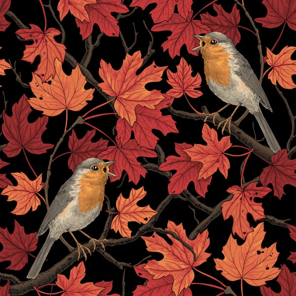 Robins in maple tree on black