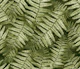 Fern Leaves