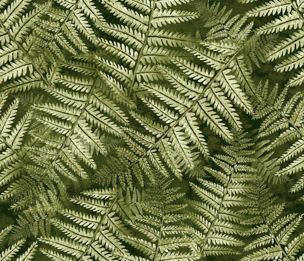Fern Leaves