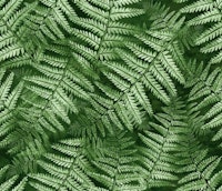 Fern Leaves02 papel pintado