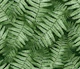 Fern Leaves02