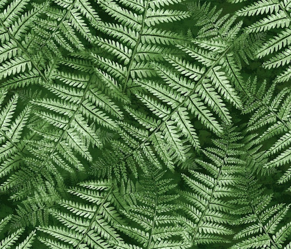 Fern Leaves02