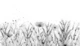 Black and white Magical Dream Meadow sparkled