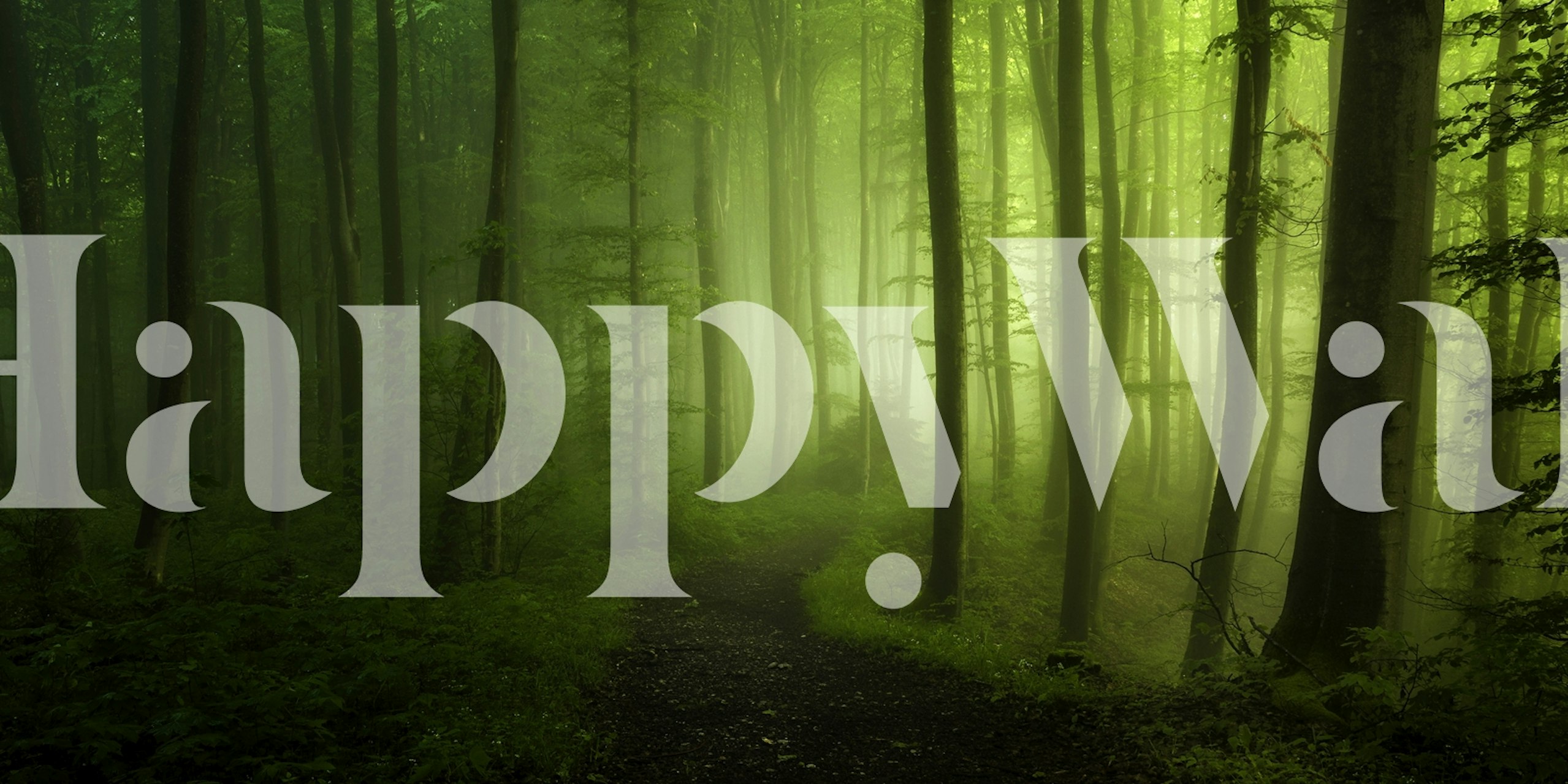 Foggy forest scene with green trees and a path wallpaper