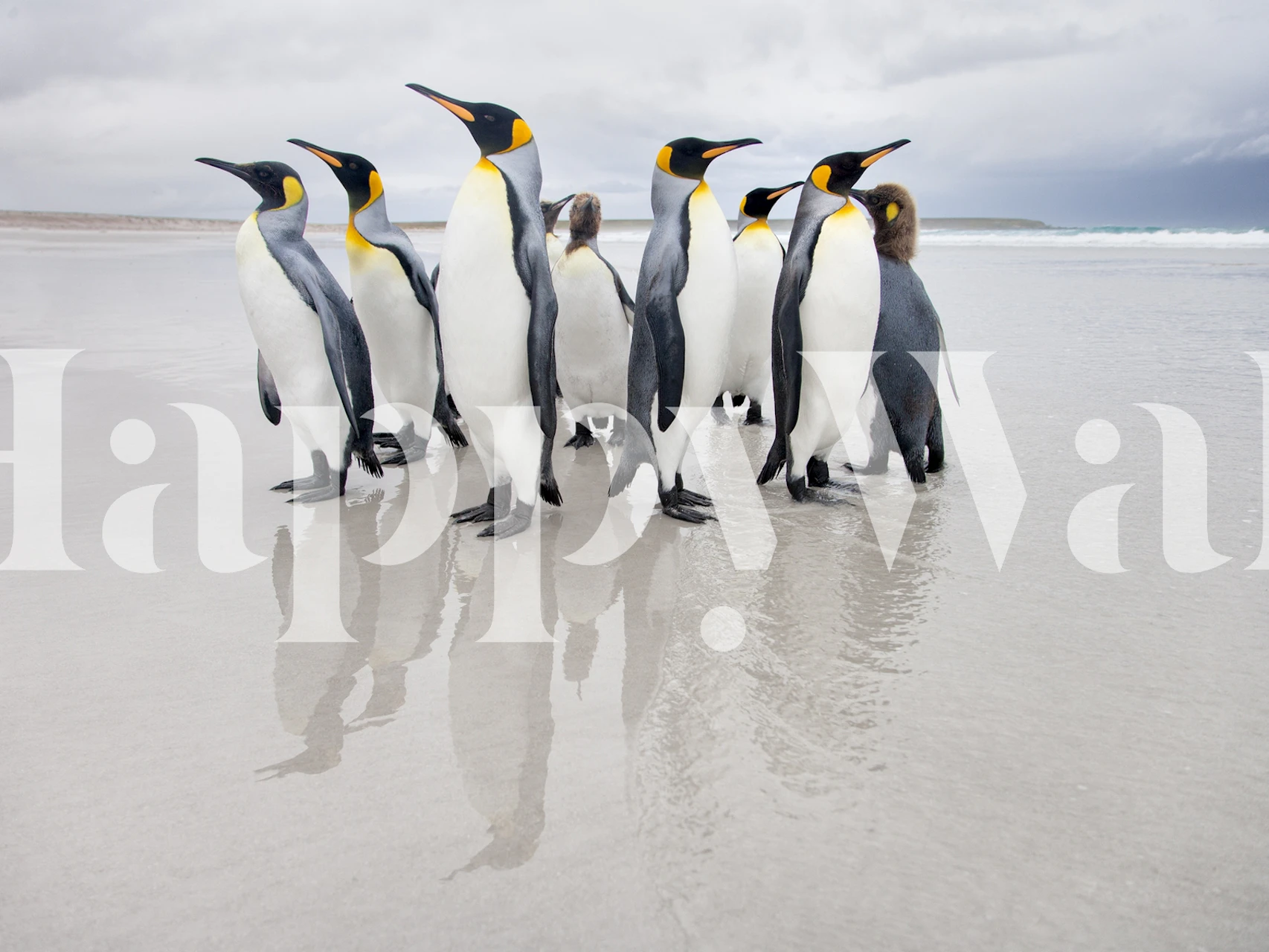 Emperor Penguins on ice wall mural