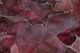 Red Marble Gemstone Luxury