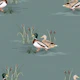 Country Ducks - Slate Grey