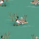 Country Ducks - Mid Green