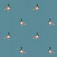 Country Mallard Duck - Mid Blue wallpaper