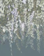 Calming Leaf Veil