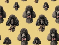 Vintage Poodle Stina Yellow wallpaper