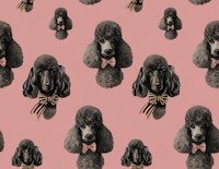 Vintage Poodle Stina Pink wallpaper