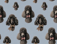 Vintage Poodle Stina Blue wallpaper