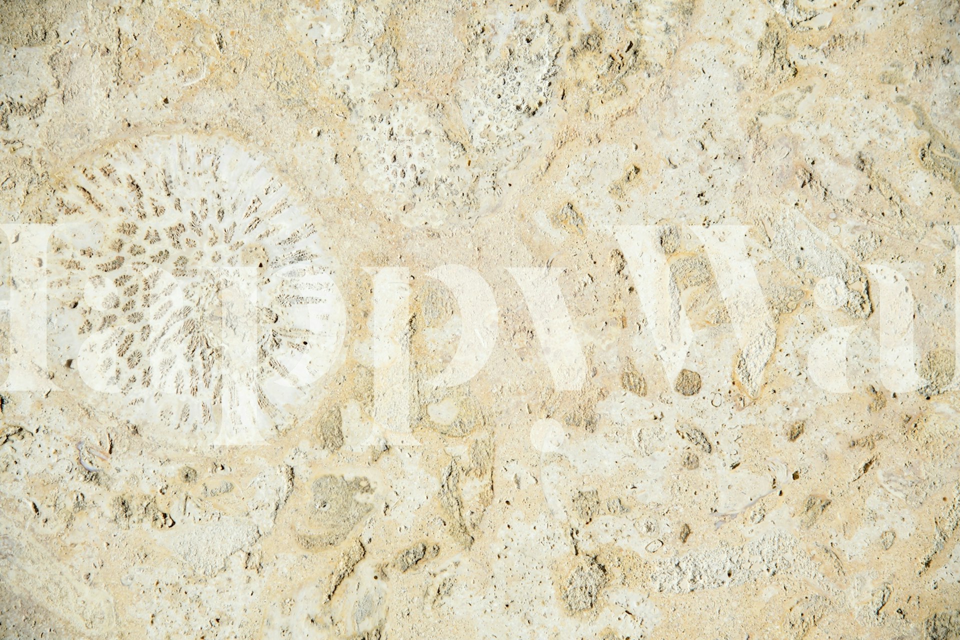 Caribbean Coral Stone Glam 1 tapet i ett rum