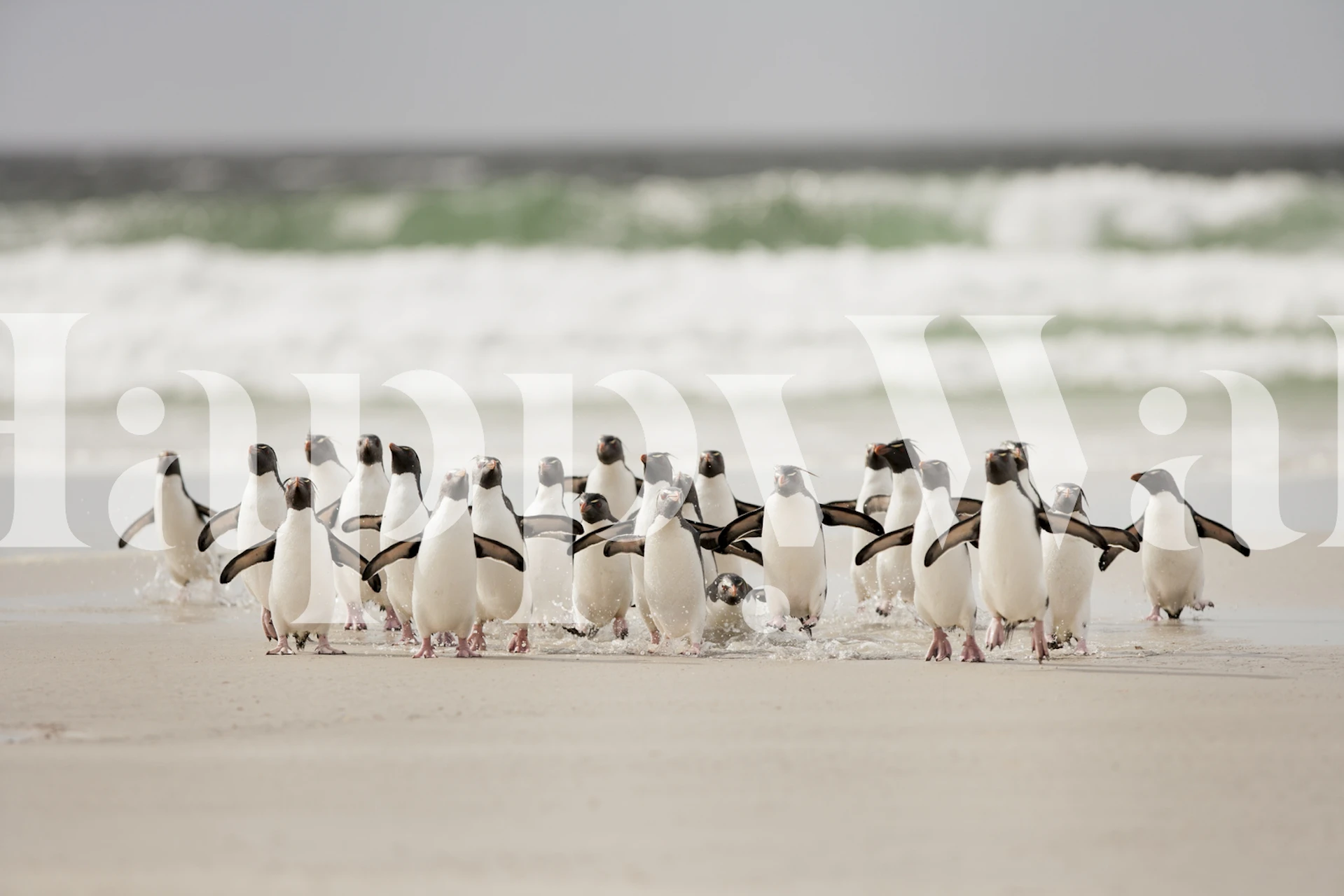 Penguins walking on the beach with ocean waves wallpaper