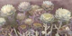 Ethereal Garden Sunset Flowers