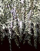 Lush Hanging Vines behang