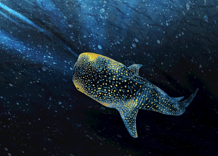 Nautical Whale Shark Wallpaper Blue Background 