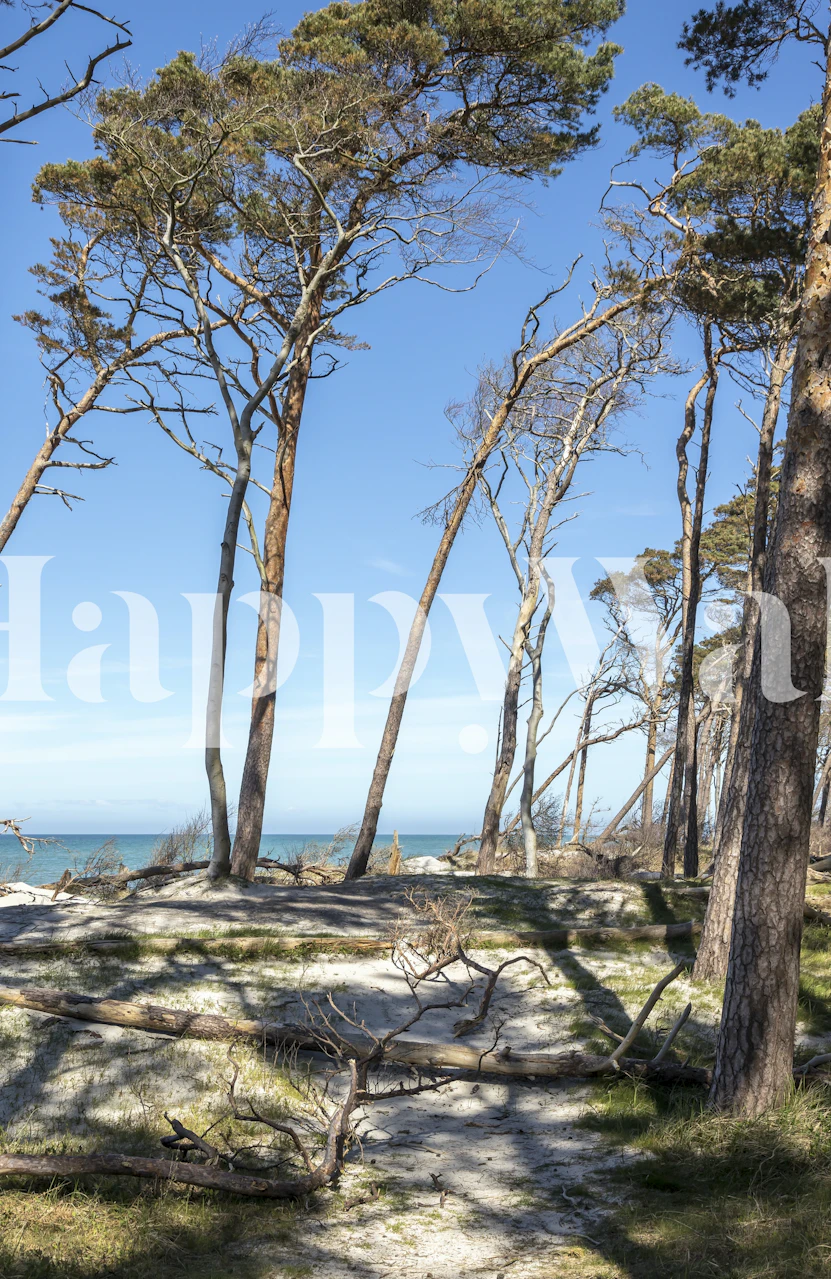 Coastal pine forest by the Baltic Sea with glimpses of calm waters