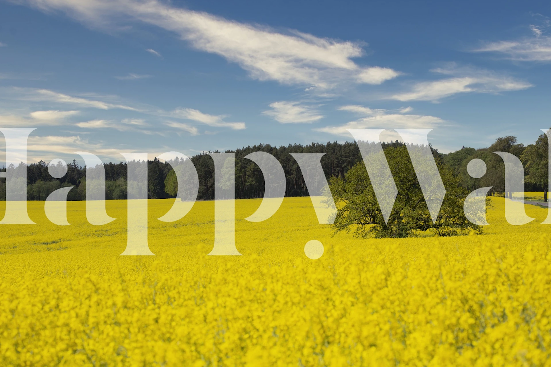 Design de papel de parede Yellow flowering rapeseed field
