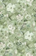 Humming Bird Sage Green