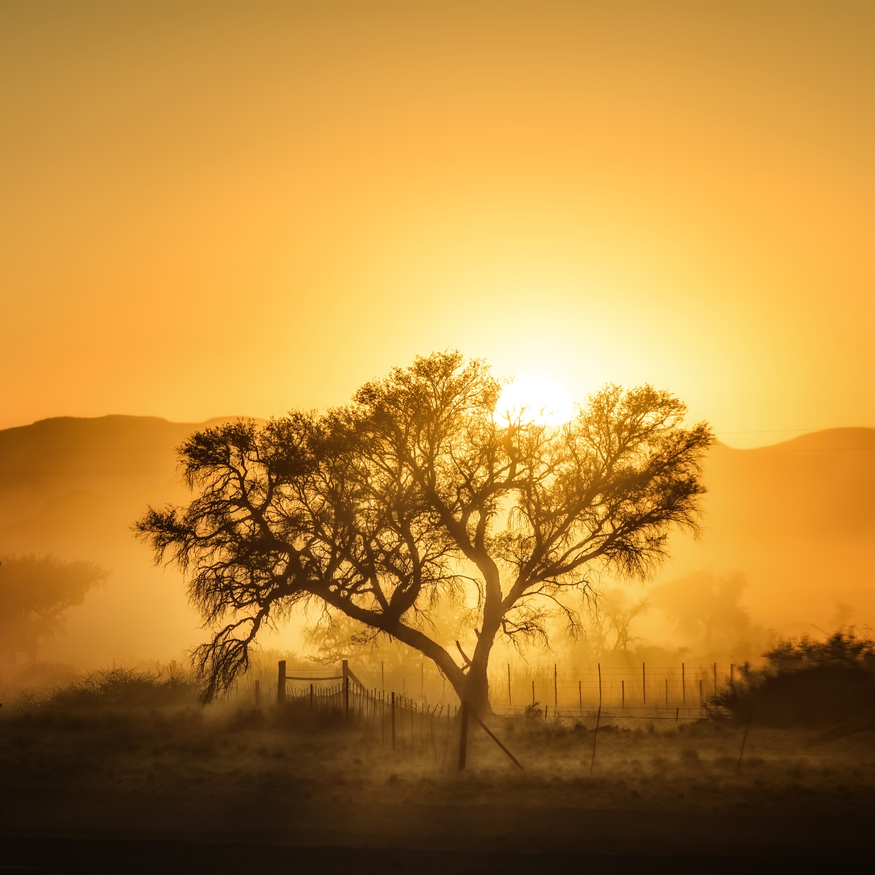 Африка пейзажи картинки. Golden Sunrise дерево. Пейзаж Африка утро картинки фото. Обои рассвет бежевые в интернете.