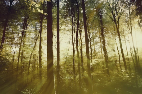 Luminous Forest Reflections